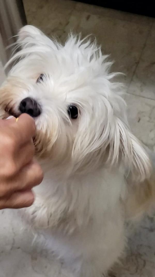 Splendida simil maltese - LUNA Foto 5